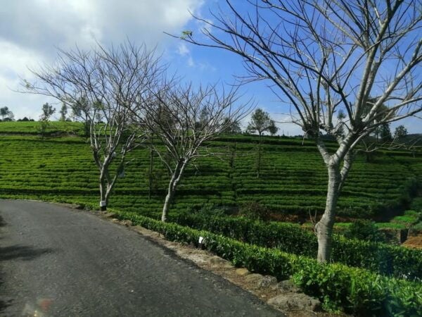 Lipton's Seat & Diyaluma Waterfall Adventure Tour" - Health and Safety Tips