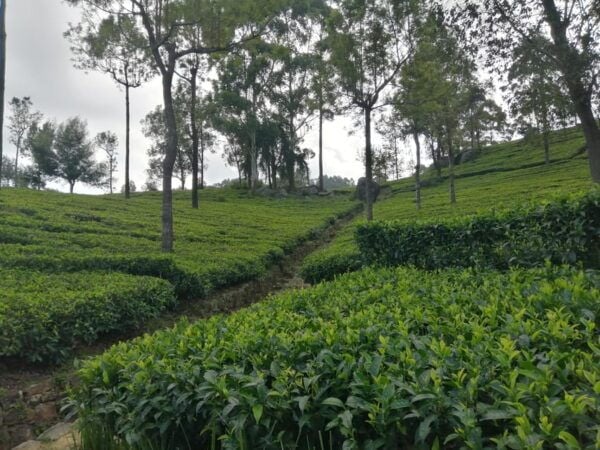 Lipton's Seat & Diyaluma Waterfall Adventure Tour" - Cancellation Policy