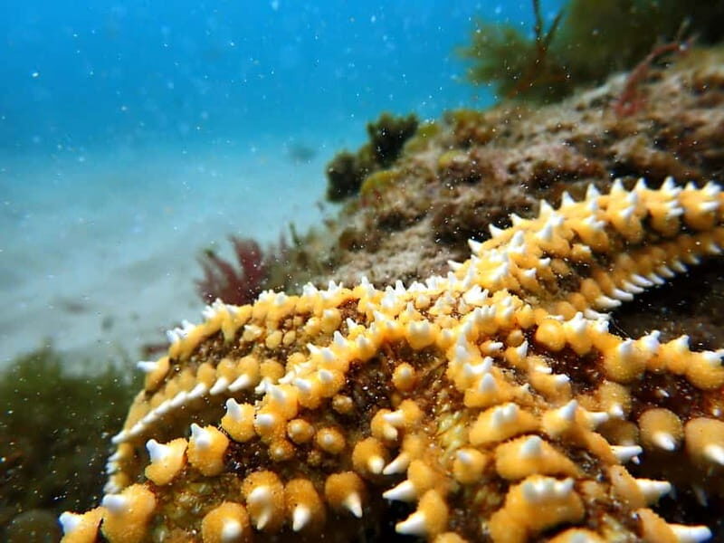 Lisboa: Snorkeling experience in Marine Reserve with photos - Authentic Feedback & Practical Tips