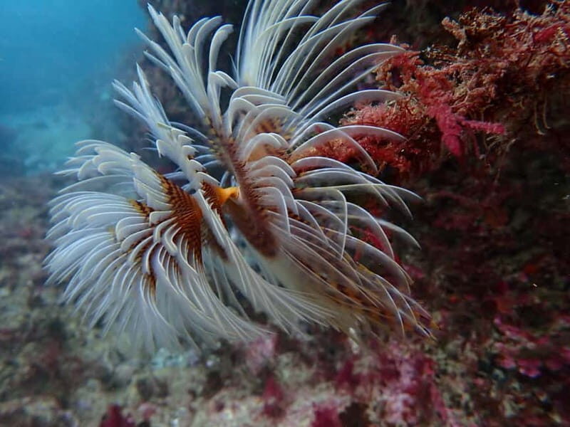 Lisboa:Try Scuba Diving in Arrábida Marine Reserve w/photos - Whats Included and Whats Not