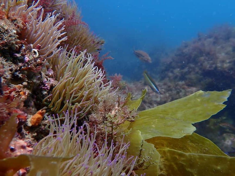 Lisboa:Try Scuba Diving in Arrábida Marine Reserve w/photos - The Sum Up