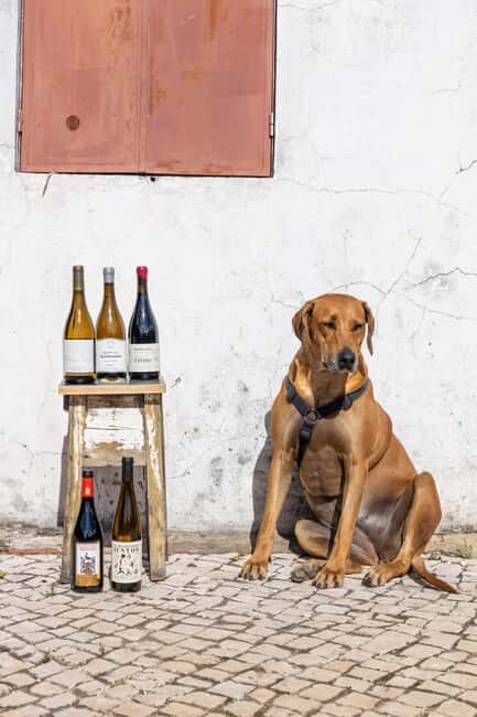 Lisbon: A journey through Portugal By the Glass - Good To Know