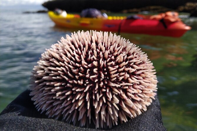 Lisbon Arrábida Natural Park Kayaking Tour With Lunch - Customer Reviews
