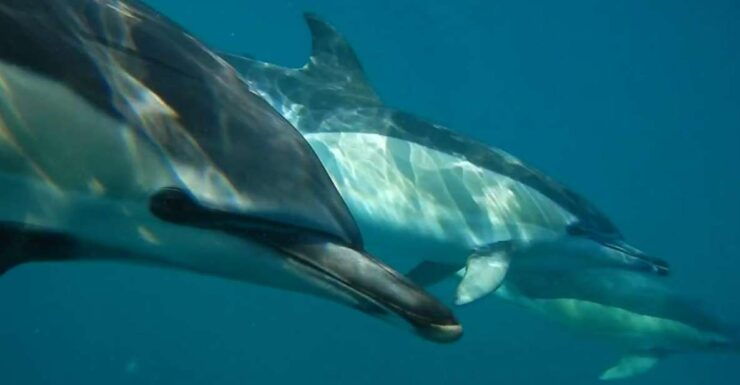 Lisbon: Dolphin Watching Boat Tour - Activity Details