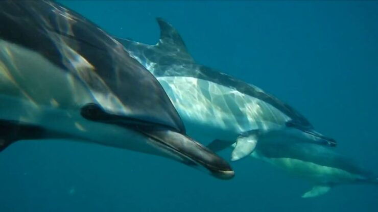 Lisbon: Dolphin Watching Boat Tour - Highlights