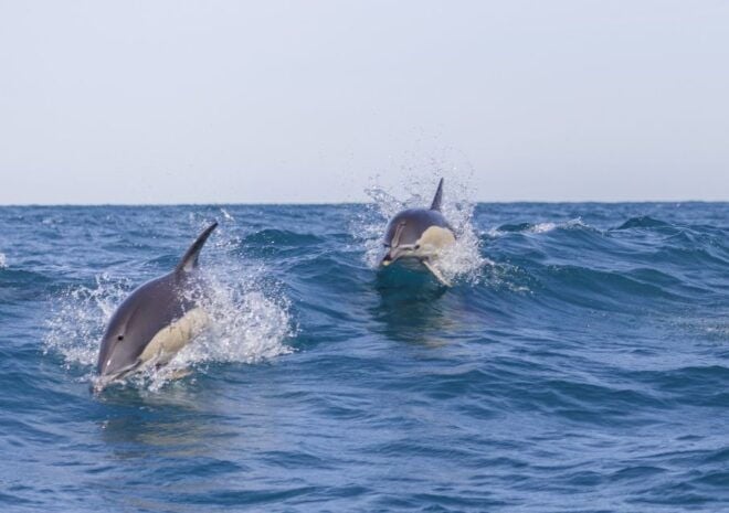 Lisbon: Dolphin Watching Boat Tour - Full Description