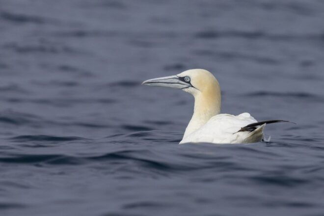 Lisbon: Dolphin Watching Boat Tour - Review Summary