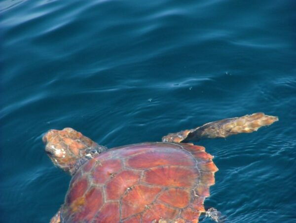 Lisbon: Dolphin Watching Boat Tour - Directions