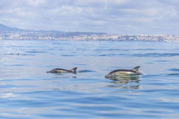 Lisbon: Dolphin Watching Boat Tour - Common Questions