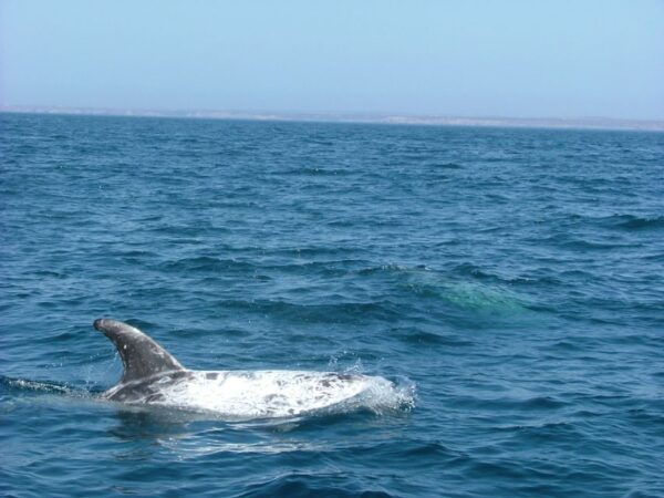 Lisbon: Dolphin Watching Boat Tour - The Sum Up