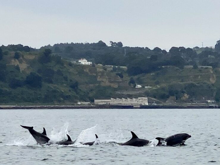 Lisbon: Dolphin Watching Boat Tour - Experience