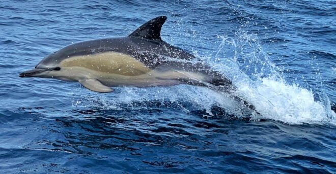 Lisbon: Dolphin Watching Boat Tour - Tagus River, Portugal
