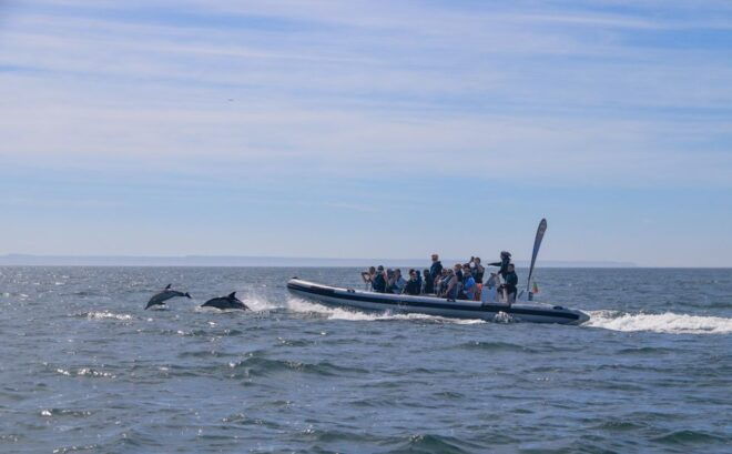 Lisbon: Dolphin Watching Boat Tour - Highlights of the Activity