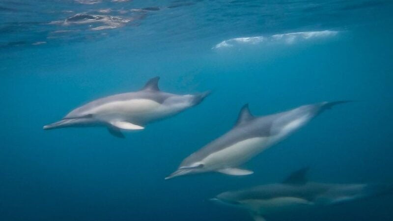 Lisbon: Dolphin Watching Boat Tour with Welcome Coffee - Lisbon: Dolphin Watching Boat Tour with Welcome Coffee — A Practical Insider’s Review  