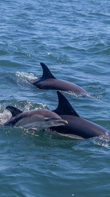Lisbon: Dolphin Watching Boat Tour with Welcome Coffee - Who Will Love This Tour?  