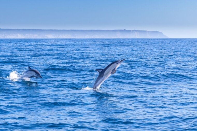 Lisbon: Dolphin Watching Boat Tour with Welcome Coffee - Practical Tips for Your Dolphin Tour  