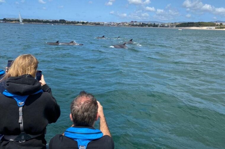 Lisbon: Dolphin Watching Boat Tour with Welcome Coffee - The Bottom Line  