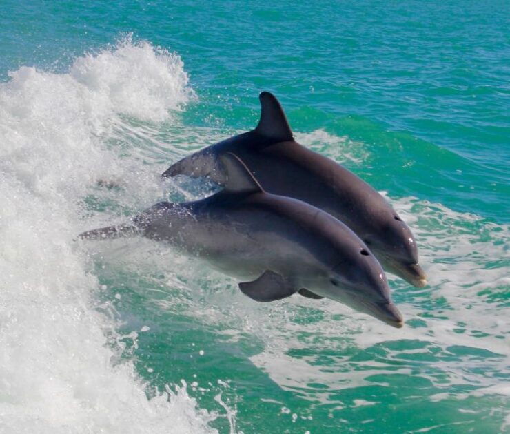 Lisbon: Dolphin Watching Boat Trip With Swim Stop and Drinks - Activity Details