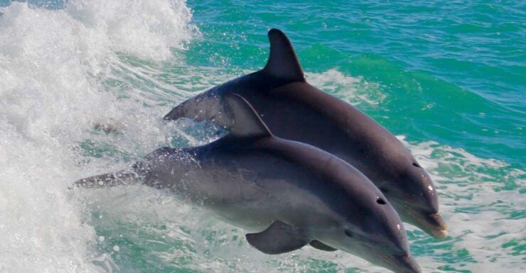 Lisbon: Dolphin Watching Boat Trip With Swim Stop and Drinks - Experience