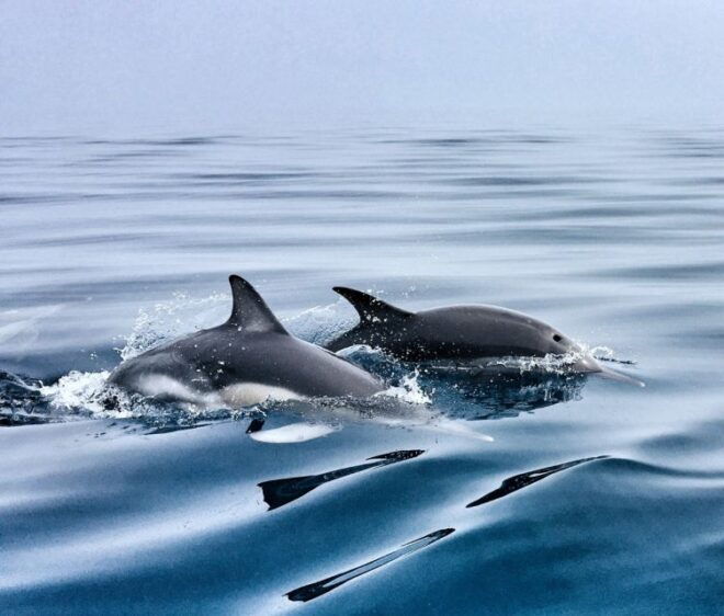 Lisbon: Dolphin Watching Boat Trip With Swim Stop and Drinks - Inclusions