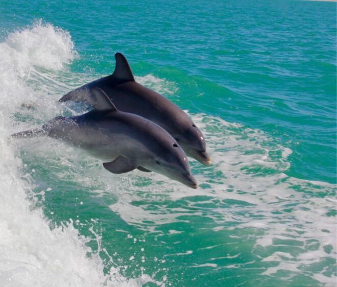 Lisbon: Dolphin Watching Boat Trip With Swim Stop and Drinks - Booking Details