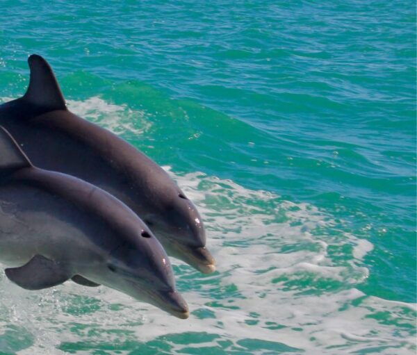 Lisbon: Dolphin Watching Boat Trip With Swim Stop and Drinks - Customer Reviews