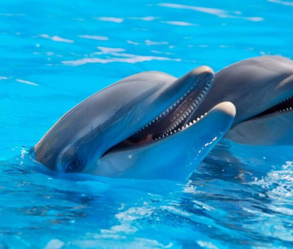 Lisbon: Dolphin Watching Boat Trip With Swim Stop and Drinks - Common Questions