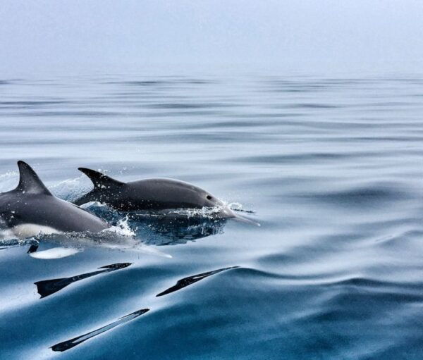 Lisbon: Dolphin Watching Boat Trip With Swim Stop and Drinks - The Sum Up