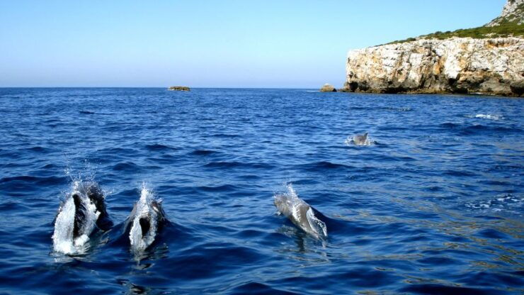 Lisbon: Dolphin Watching in Arrábida Natural Park - Activity Details