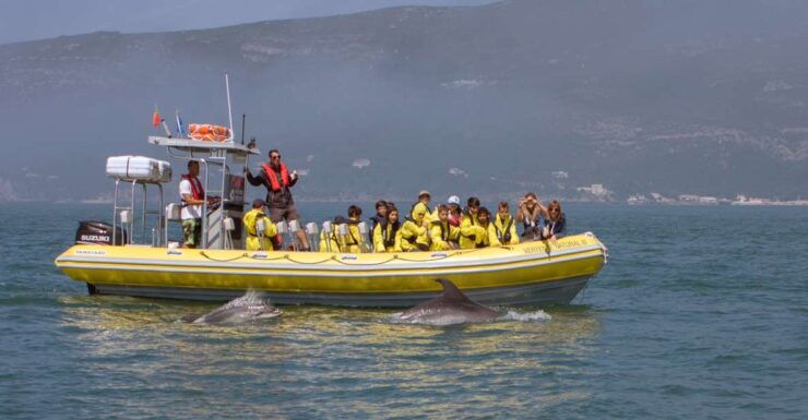 Lisbon: Dolphin Watching in Arrábida Natural Park - Inclusions