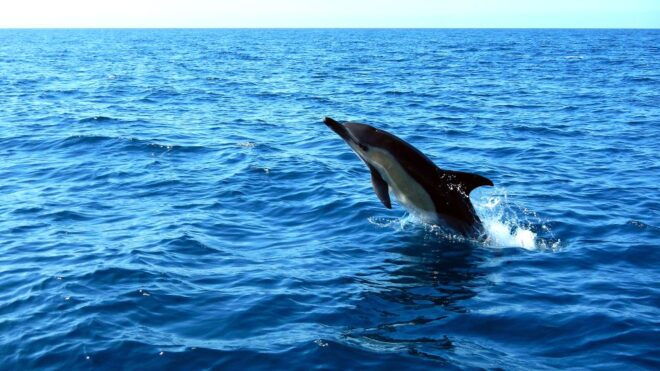 Lisbon: Dolphin Watching in Arrábida Natural Park - Review Summary