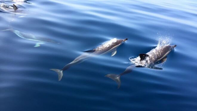 Lisbon: Dolphin Watching in Arrábida Natural Park - Booking Details