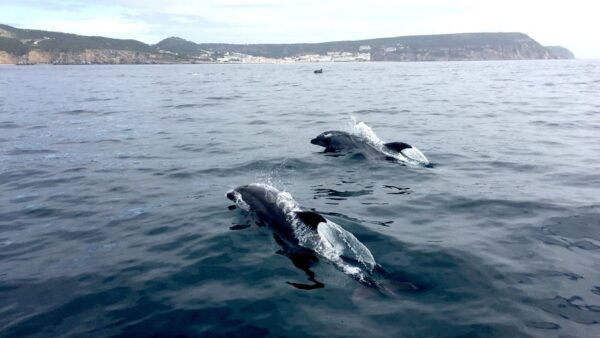 Lisbon: Dolphin Watching in Arrábida Natural Park - Common Questions