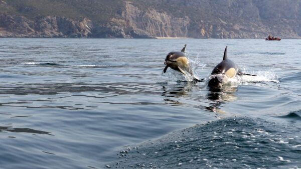 Lisbon: Dolphin Watching in Arrábida Natural Park - The Sum Up
