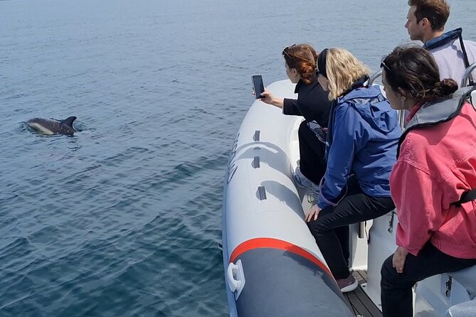 Lisbon Dolphins - Dolphin Watching in Lisbon - Common Questions
