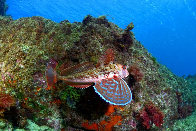 Lisbon Eco-Try Dive - Diving Baptism - Booking Confirmation