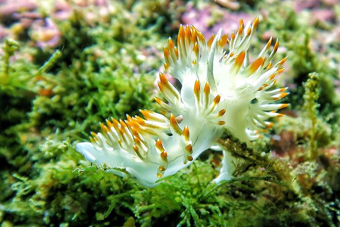 Lisbon Eco-Try Dive - Diving Baptism - Common Questions