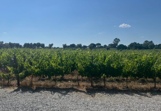 Lisbon: Full-Day Wine Tasting Tour in Setubal & Azeitao - Inclusions and Amenities