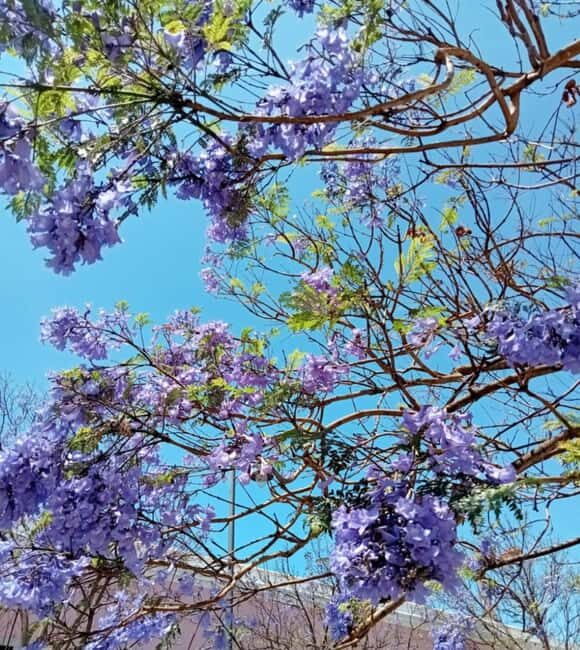 Lisbon: Guided olfactory and historical tour - Who Is This Tour Best For?