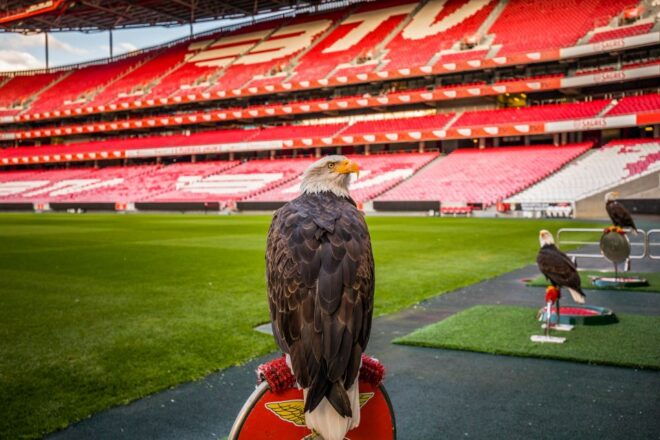 Lisbon: Luz Stadium Tour and SL Benfica Museum Ticket - Meeting Point and COVID-19 Information