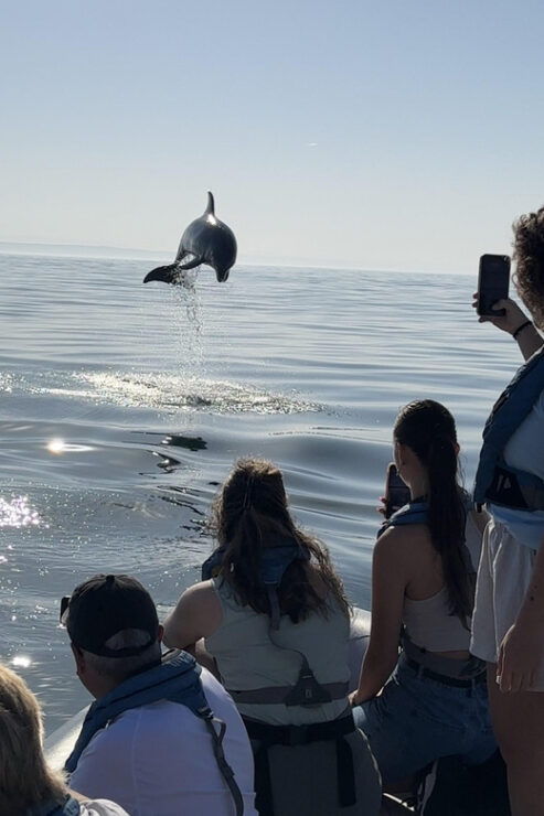Lisbon: MAAT Entry Ticket & Dolphin Watching Boat Tour - Good To Know
