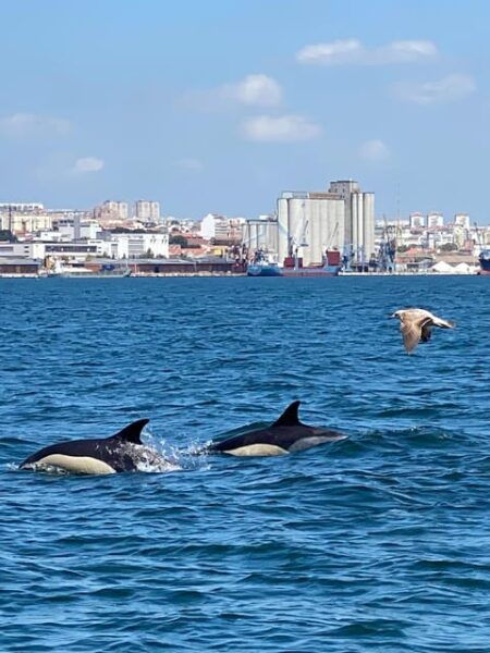 Lisbon: MAAT Entry Ticket & Dolphin Watching Boat Tour - Frequently Asked Questions