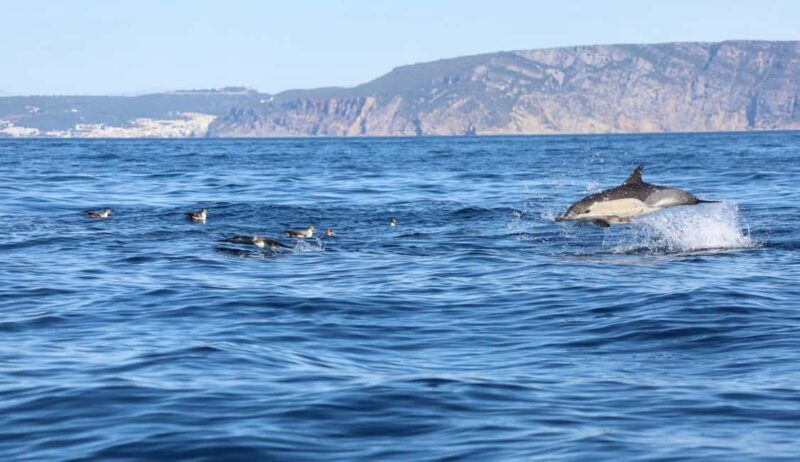 Lisbon: Ocean Safari with Marine Biologists - Good To Know