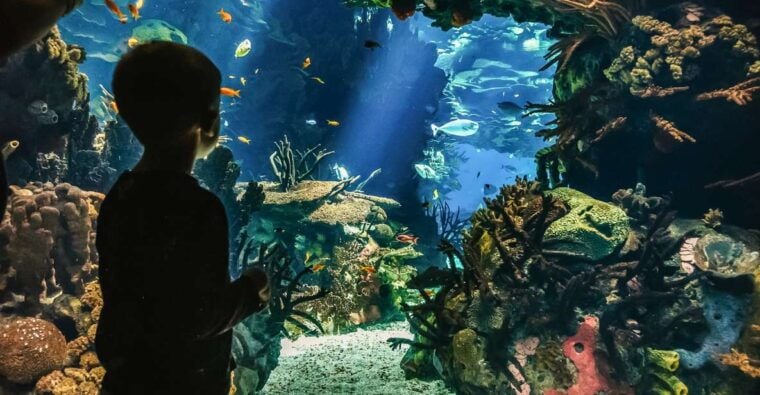 Lisbon: Oceanário de Lisboa Entrance Ticket - FAQ