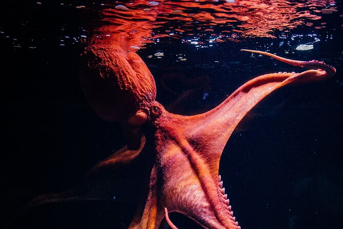 Lisbon Oceanarium (Oceanario De Lisboa) Admission Ticket - Traveler Reviews and Ratings