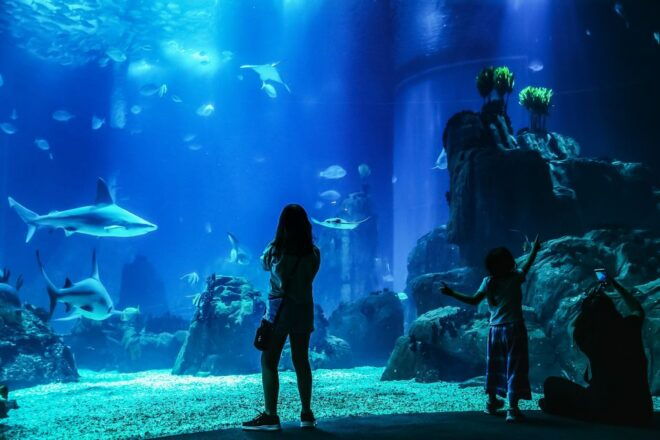 Lisbon: Oceanarium Of Lisbon Entrance Ticket - Highlights of the Oceanarium