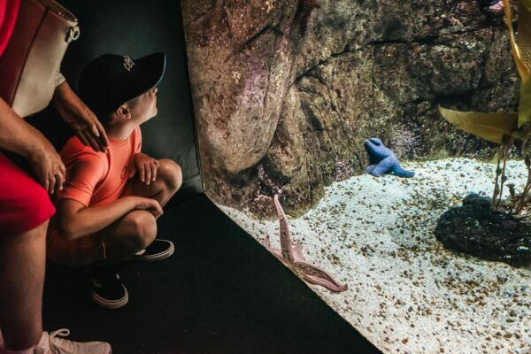 Lisbon: Oceanarium Of Lisbon Entrance Ticket - Tips for Visiting