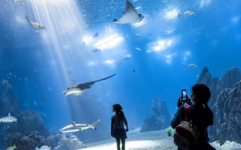 Lisbon Oceanarium ticket - Key things to know before you go