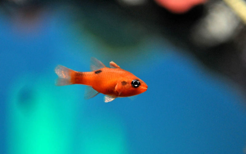 Lisbon Oceanarium ticket - Start with the ocean inside the main tank