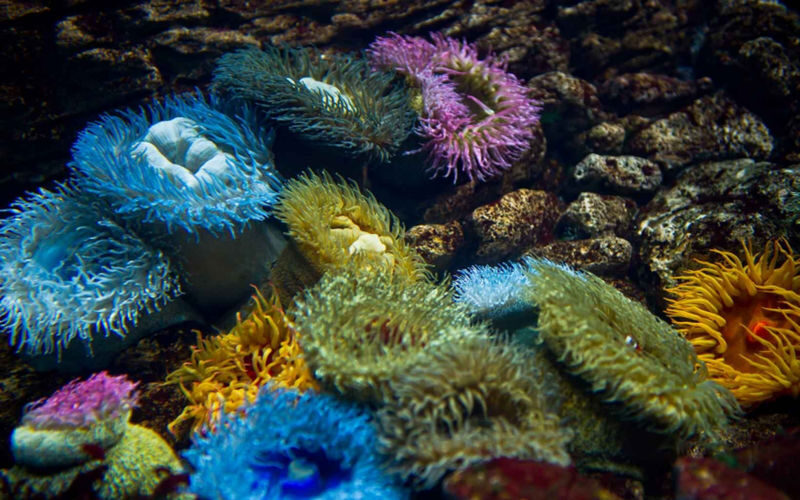 Lisbon Oceanarium ticket - Make time for Forests Underwater and Submerged Universe